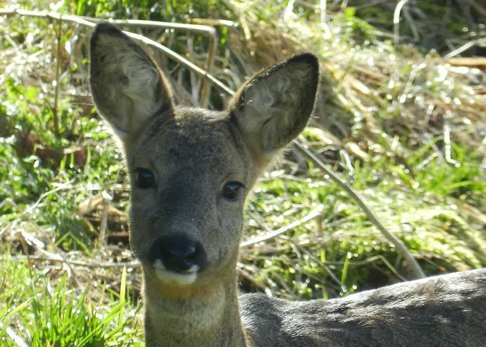 5 Personnes Maya Et Louna Apartmán Xonrupt-Longemer